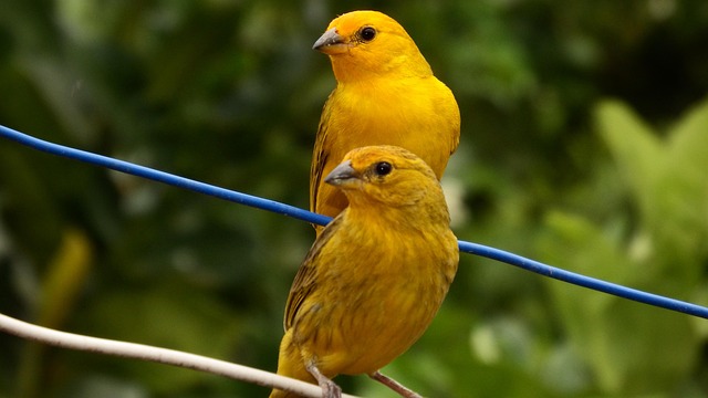 Free Canaries Tropical Birds photo and picture