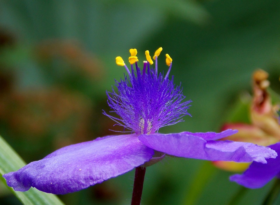 三个主花 花 种子 - Pixabay上的免费照片 - Pixabay