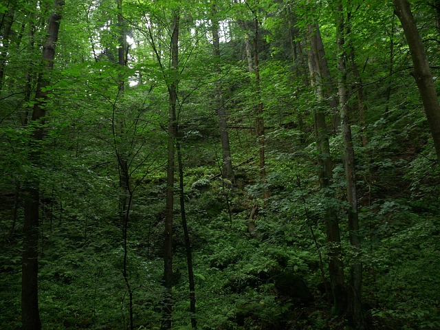 Free Ravine Nature photo and picture