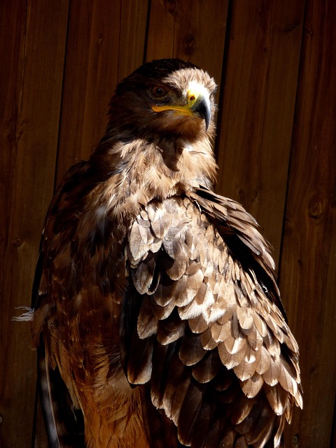 Free Buzzard Bird photo and picture