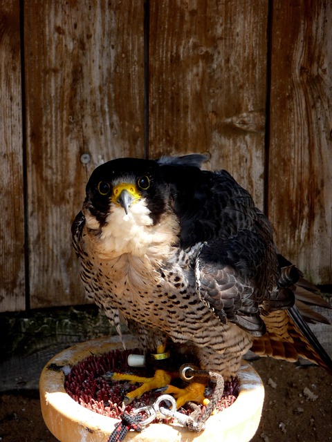 Free Falcon Bird photo and picture