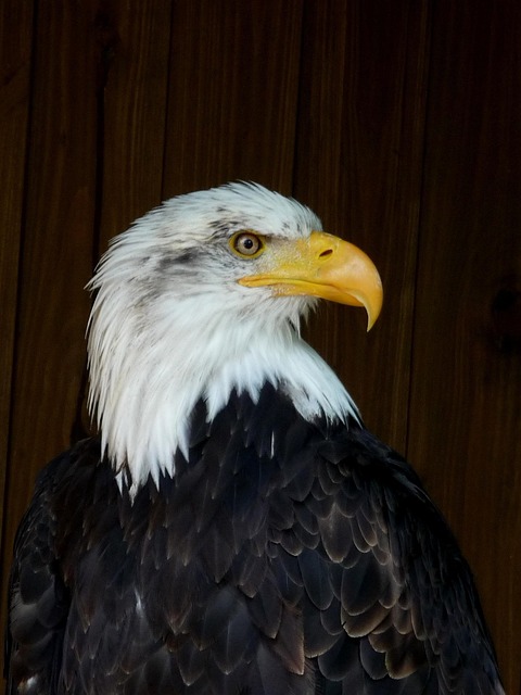 Free Sea Eagle Bird photo and picture
