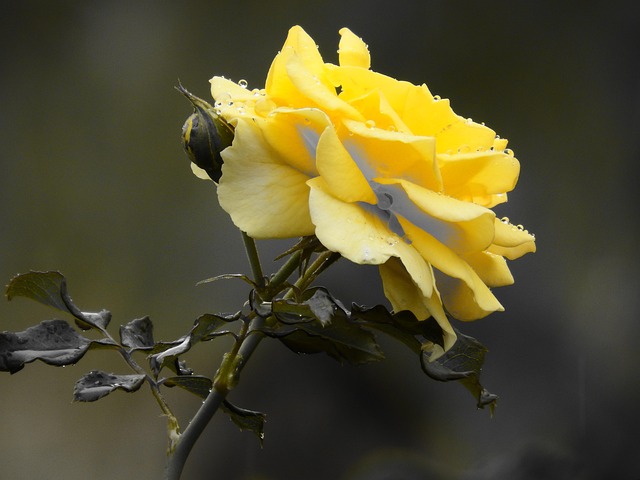Free Rose Flower photo and picture