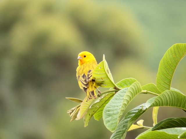 Free Canary Bird photo and picture