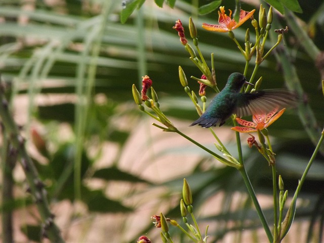 Free Hummingbird Nature photo and picture