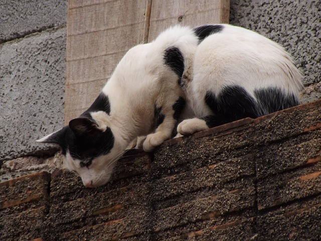 Free Cat Animal photo and picture