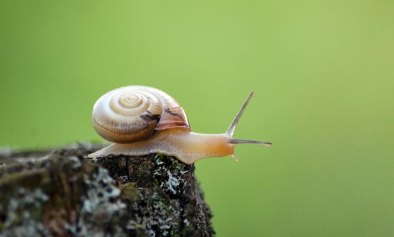 Free Snail Shell photo and picture