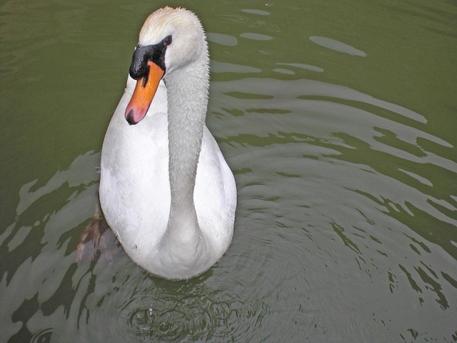 Free Swan Bird photo and picture