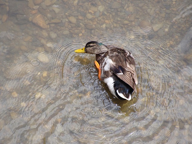 Free Duck Bird photo and picture