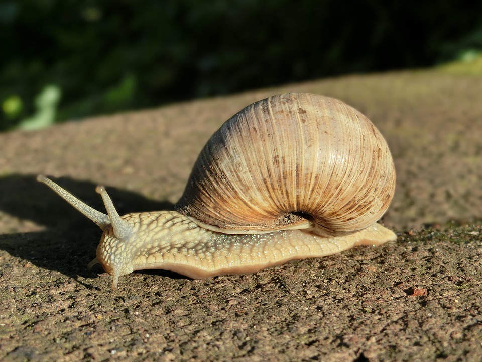 Shell Snail Animal - Free photo on Pixabay - Pixabay