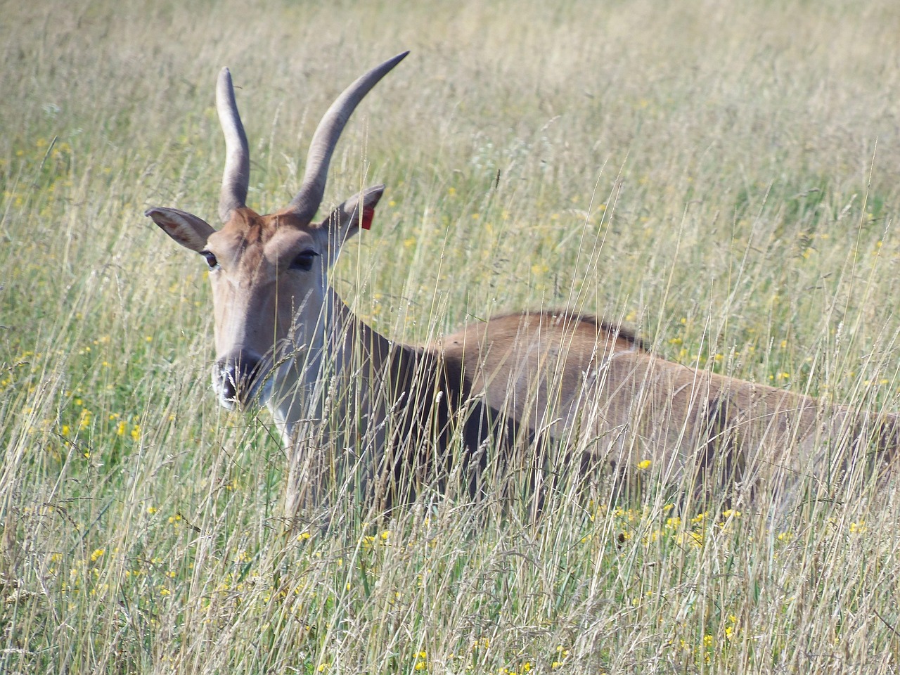 50+ Free Elands & Nature Images - Pixabay
