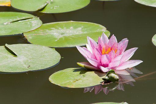 Nenúfar, Lago, Lótus, Flores Bonitas
