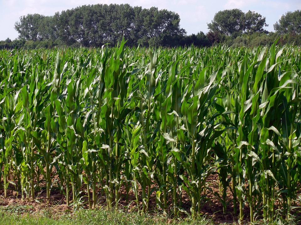 Free photo Cornfield, Corn, Field, Agriculture Free Image on Pixabay