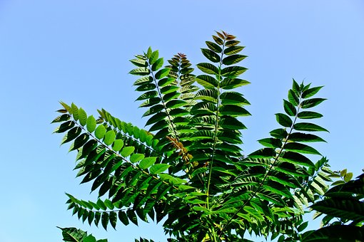 Bregne, Bregne Blade, Plante, Blattfarn