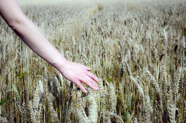Free Wheat Field Field photo and picture