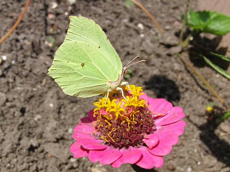 Gonepteryx Rhamni, Sommerfugl, Vinge