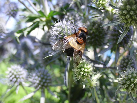 Fly, Insekt, Flygende Insekt, Dyr, Vinge