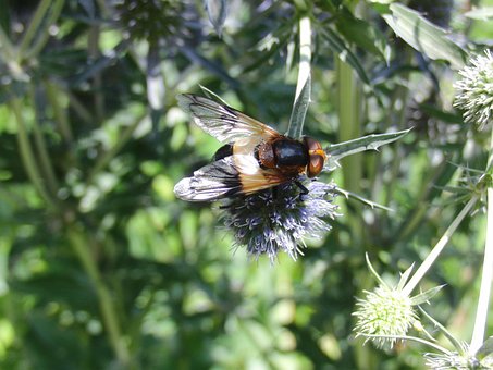 Fly, Insekt, Flygende Insekt, Dyr, Vinge
