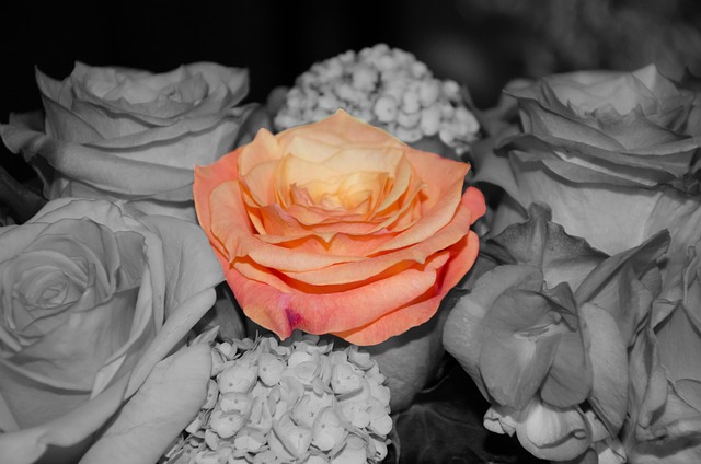 Free Rose Blossom photo and picture