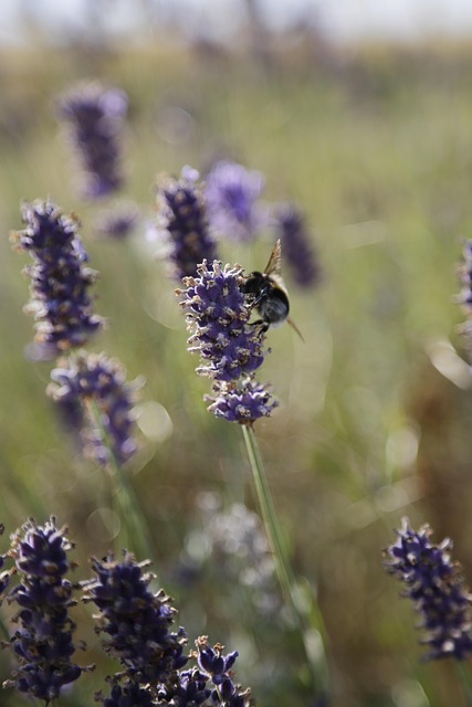 Free Lavender Bumblebee photo and picture