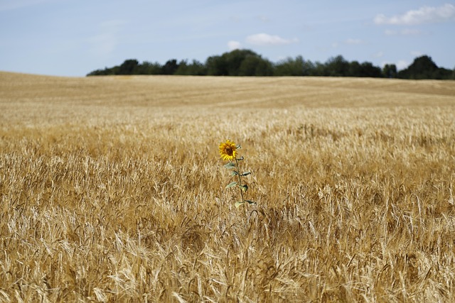 Free Sunflower Flower photo and picture