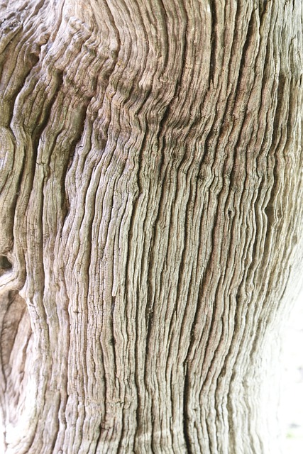 Free Wood Tree photo and picture