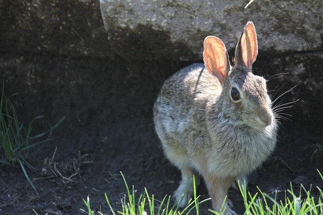 Hase, Tier, Ostern, Säugetier, Ohren