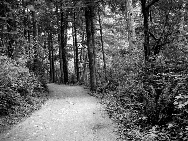 sendero-bosque-en-blanco-y-negro-foto-gratis-en-pixabay