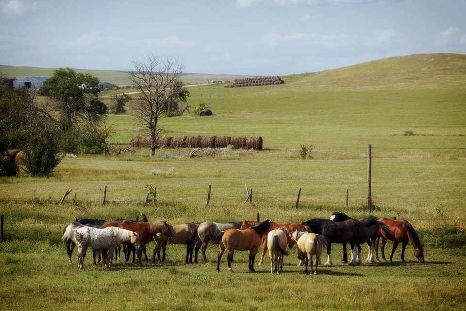 South Dakota Farm Ranch Free photo on Pixabay Pixabay