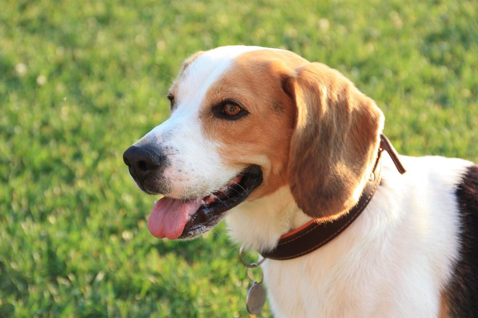 Best Dog Food For A Beagle Uk Best Dog Food For A Beagle Uk