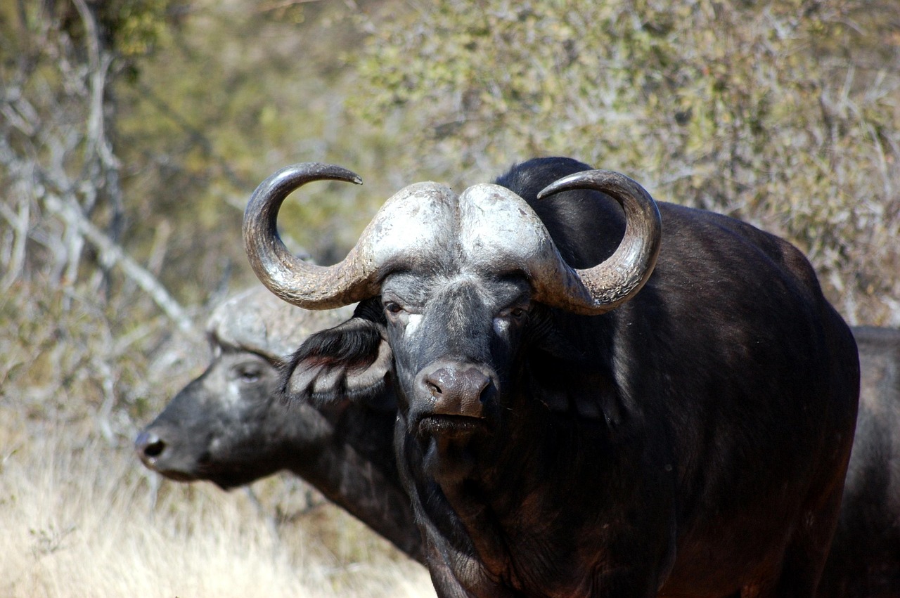 Buffalo - free online jigsaw puzzle photo