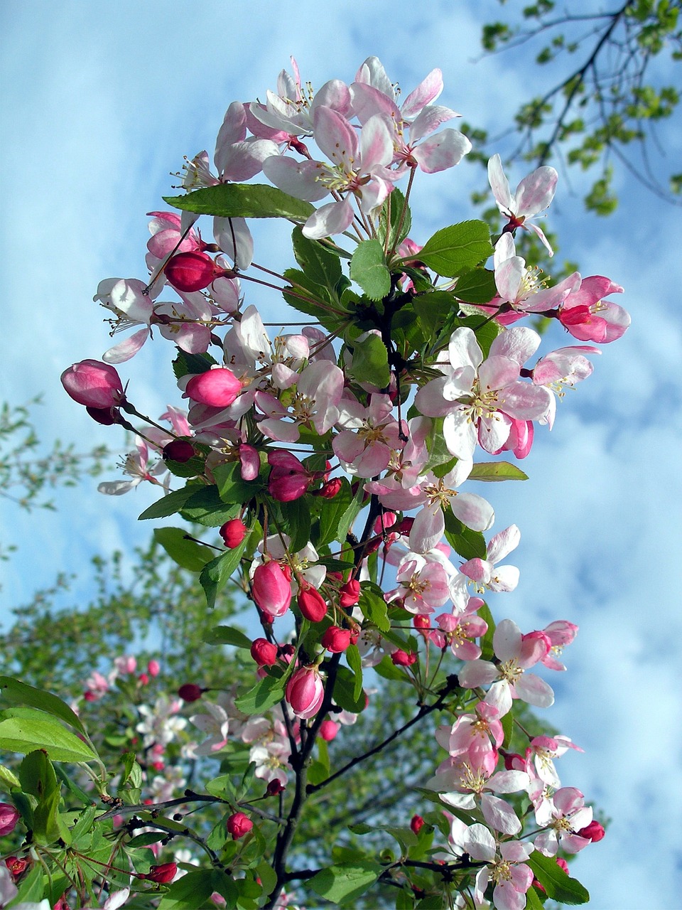 Florim Rama Flores Rama De Flor - Foto gratis en Pixabay - Pixabay