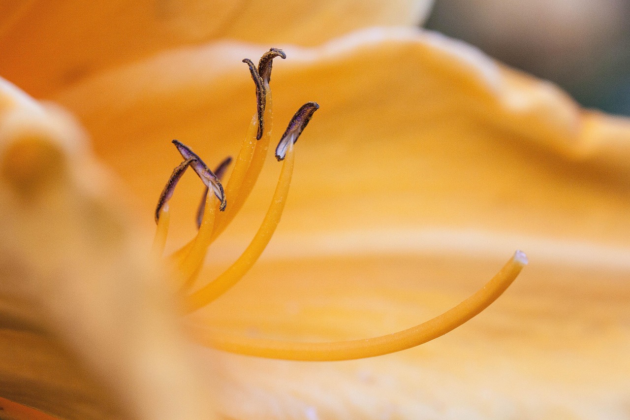Daylily - free online jigsaw puzzle photo