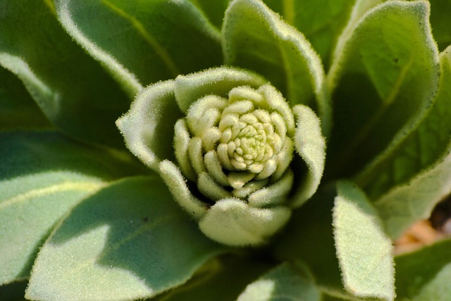 Free Succulent Fibonacci photo and picture