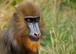 mandrill, monkey, zoo