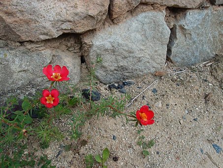 Flores, Portulaca Grandiflora, Sujeira