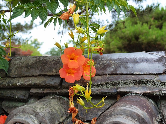 Blume, Hanok, Dachziegel, Sommer