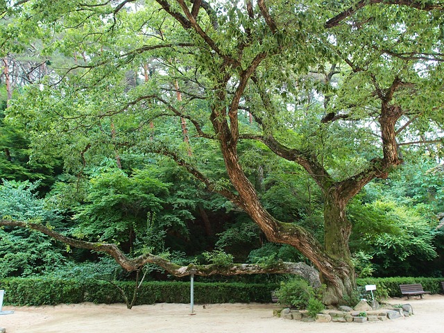 Andong, Dosan Seowon, Alter Baum, Baum