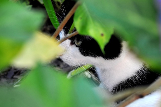 Free Cat Hunt photo and picture
