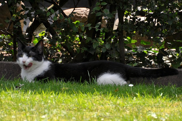 Free Cat Animal photo and picture