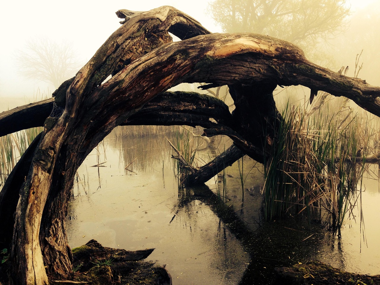 Free Marshland Tribe photo and picture