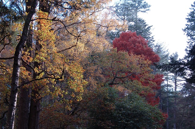 Free Autumn Tree photo and picture