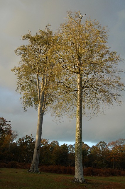 Free Tree Forest photo and picture