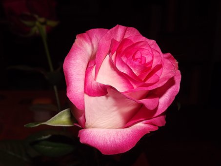Free Rose White photo and picture