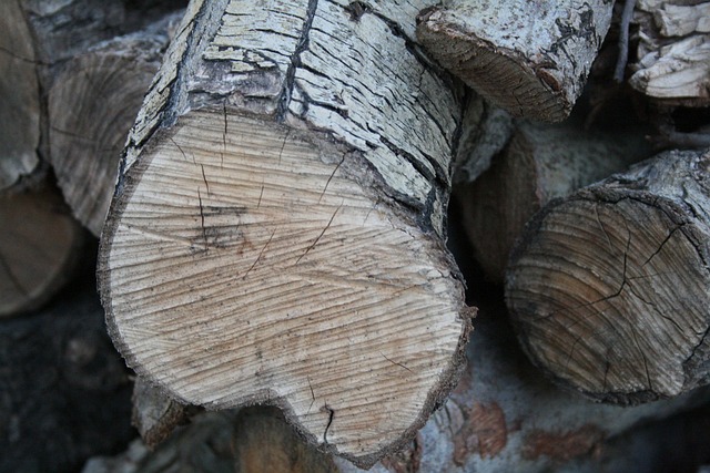 Free Wood Pile Sawn photo and picture