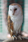 barn owl, owl, bird