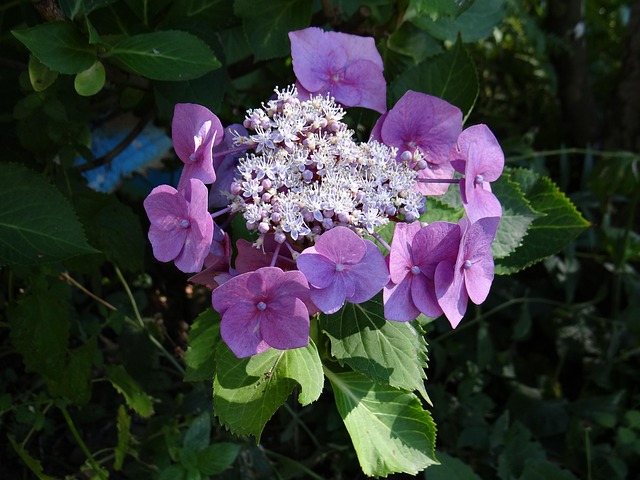 Free Plate Hydrangea Hydrangea photo and picture