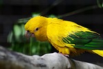 golden conure, parrot, queen of bavaria conure