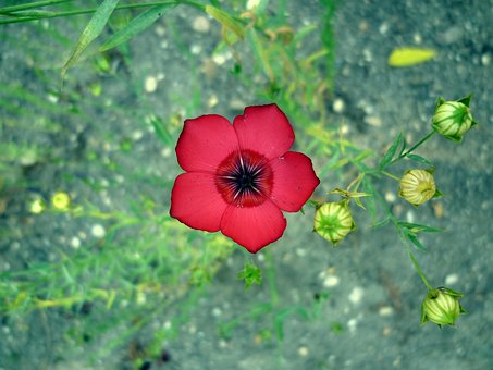 Flor, Ochnaceae, Púrpura