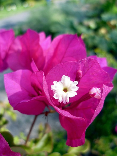 Buganvillas, 4 Planta, Flor, Rosado